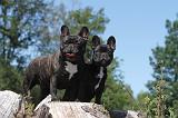 BOULEDOGUE FRANCAIS 027